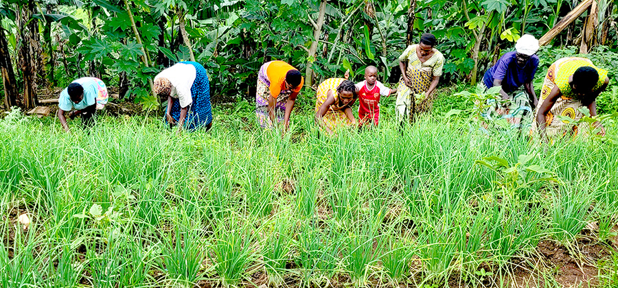 byumba bwindi onion garden vegetable projects