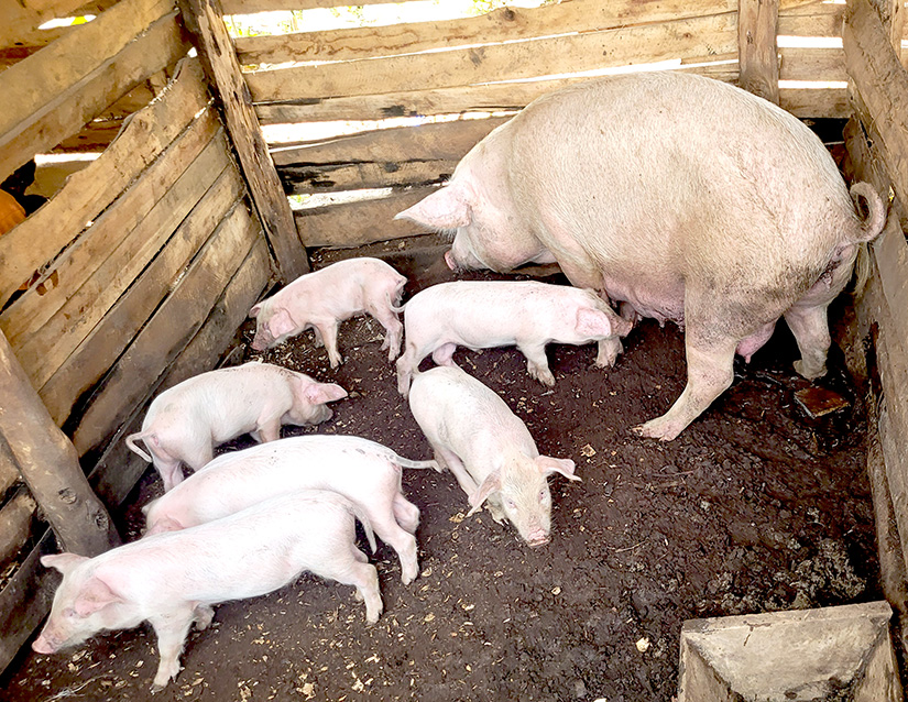 byumba bwindi piggery project income generating activity