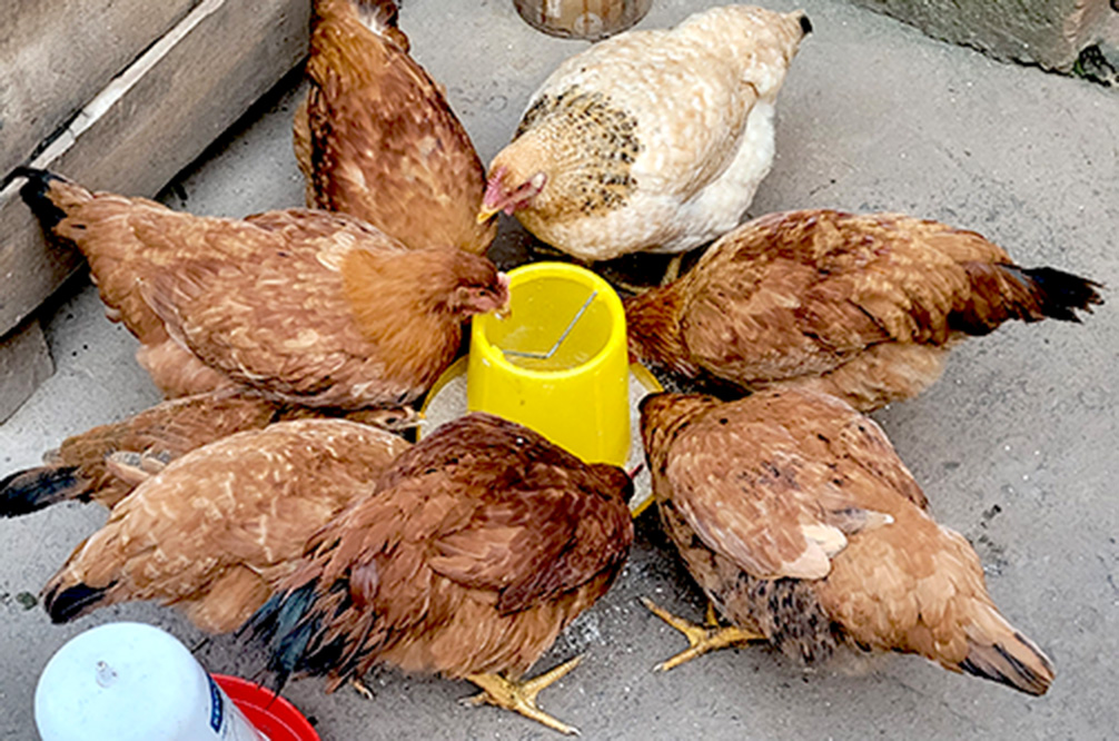 chicken and poultry projects