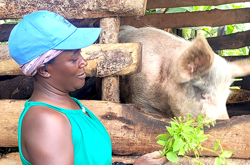 piggery project