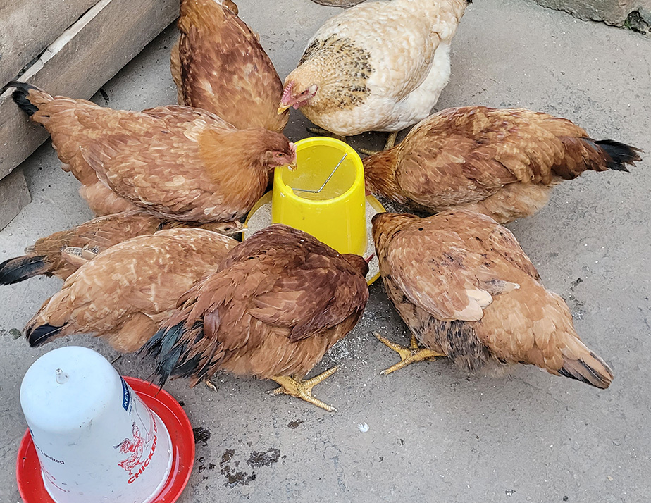 poultry project