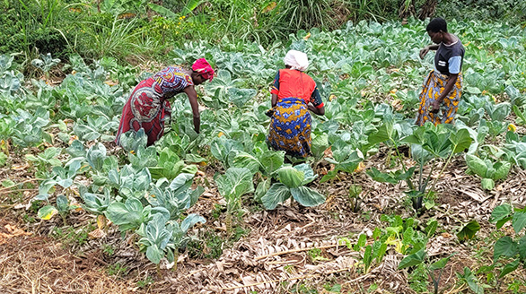 vegetable growing cabbages in bwindi byumba kayonza