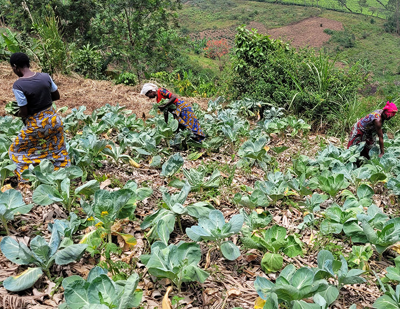 vegetable growing to support nutrition