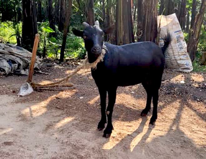 goat keeping project byumba